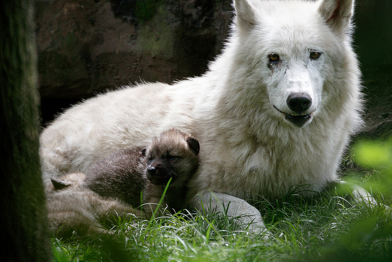 Arctic Wolf babies | Tumblr Cute Baby Arctic Wolf