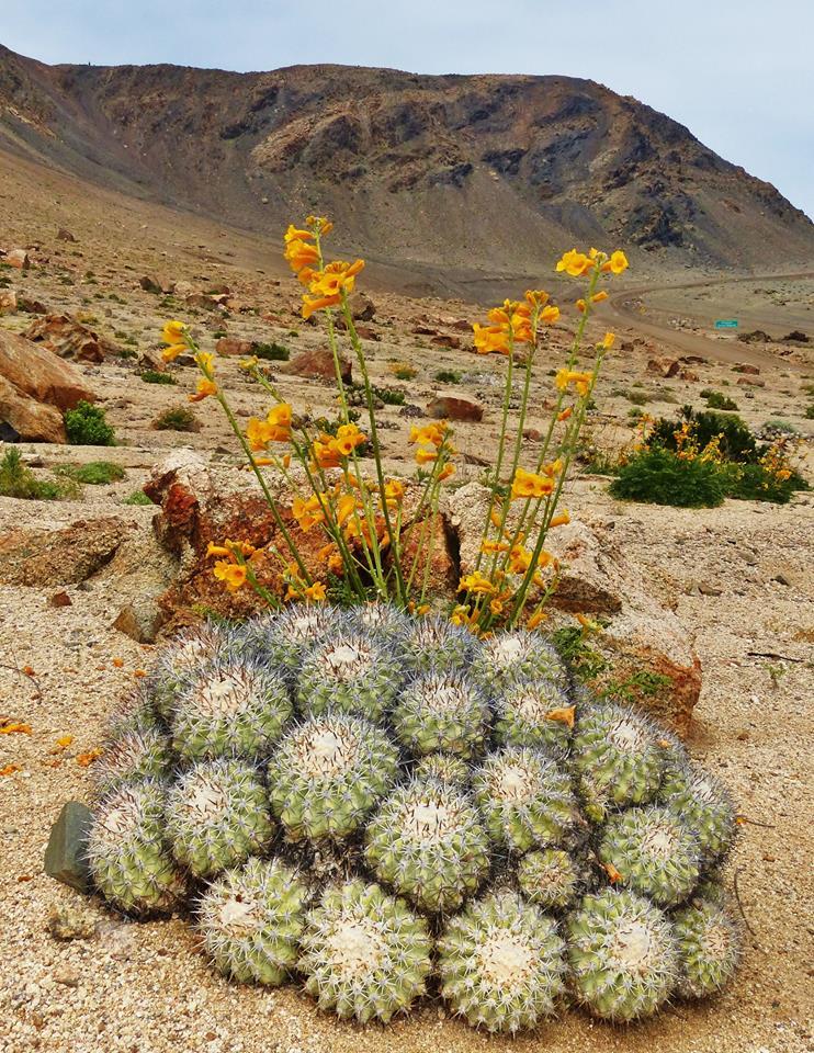Beautiful Desert Plants — This is a picture from Britton
