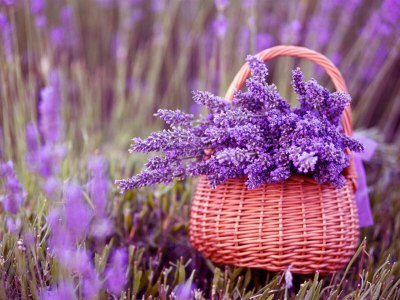 Flower Gift Baskets Tumblr