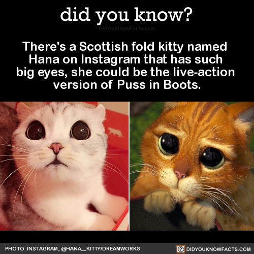 theres-a-scottish-fold-kitty-named-hana-on