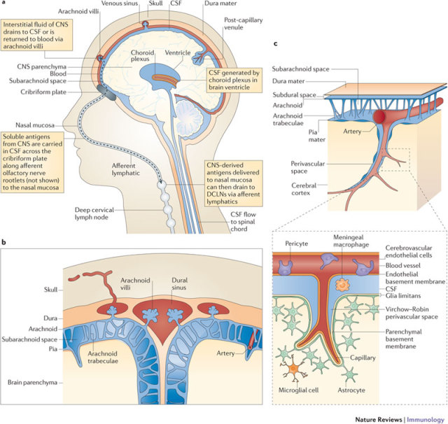 CSF-mediated drainage of interstitial fluid and... - Nervous System ...