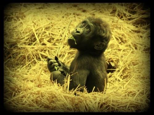 Howletts Zoo, England