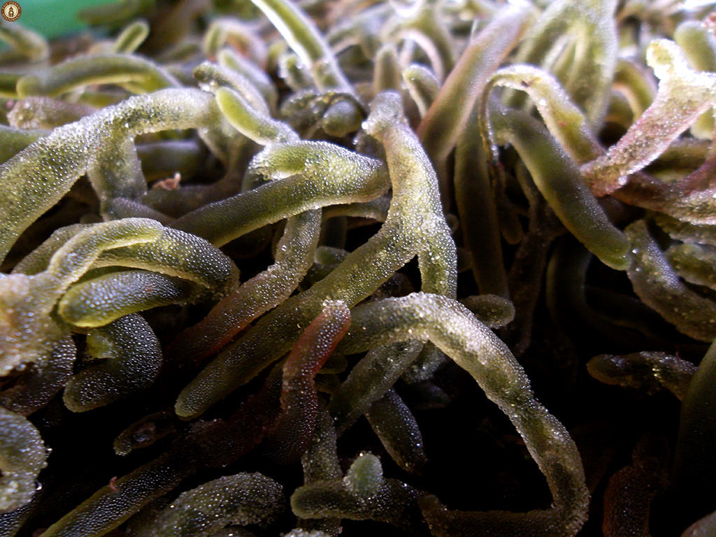 guso seaweed nutrients