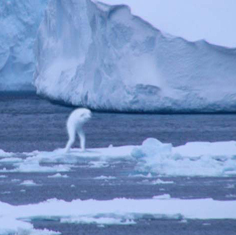 thestr4ngeworld:The Ningen.Location - The AntarcticSpecies...