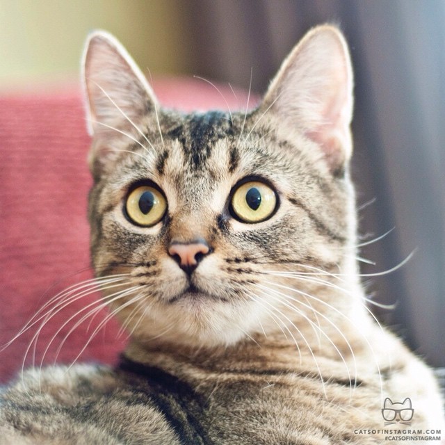 Cats Of Instagram Daily Doses Of Original Cute Cat Photos