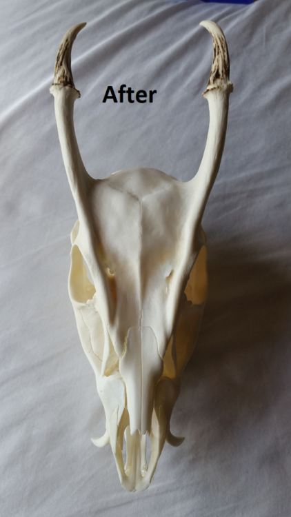 leucrotta:my muntjac is all done! cleaned and degreased and...