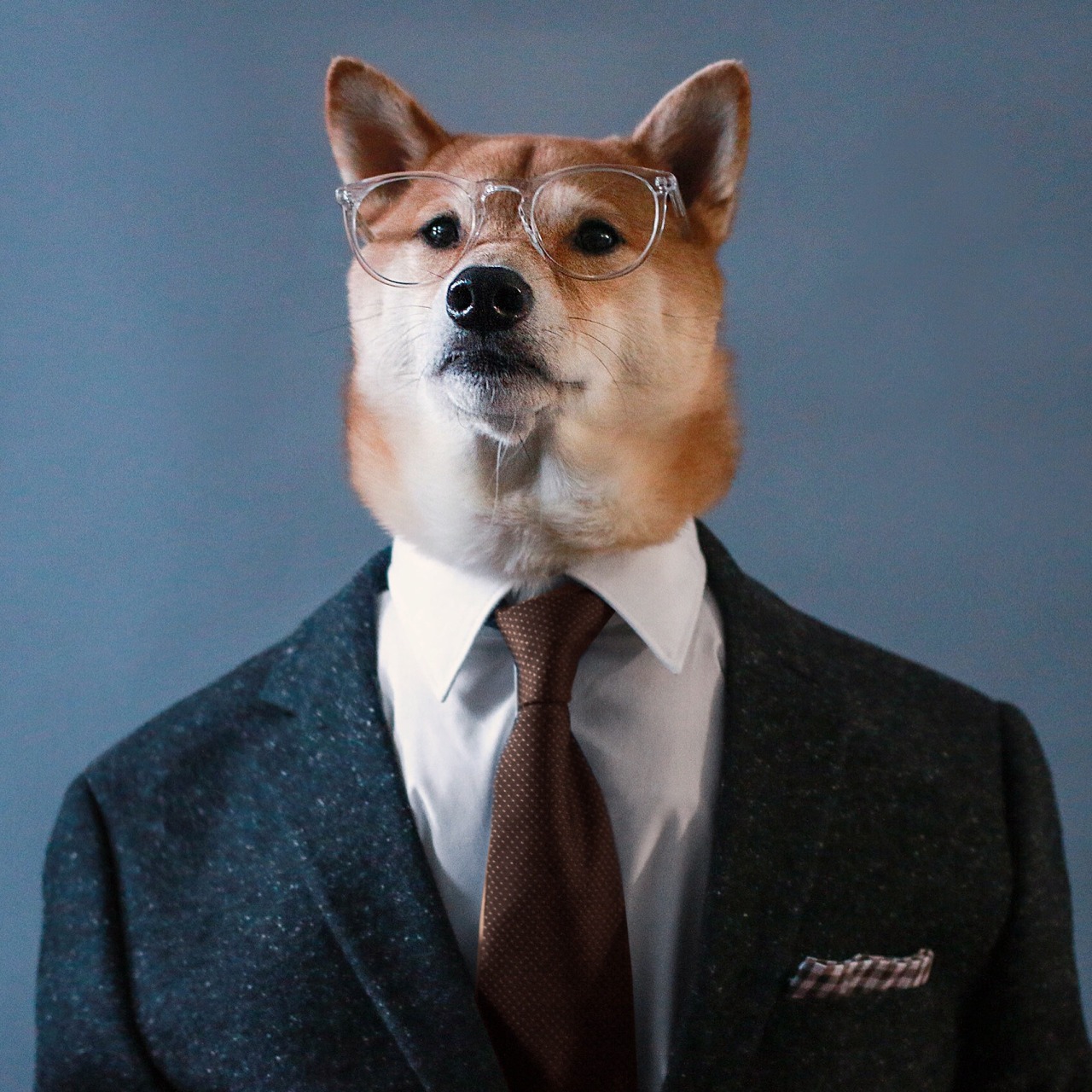 Menswear Dog