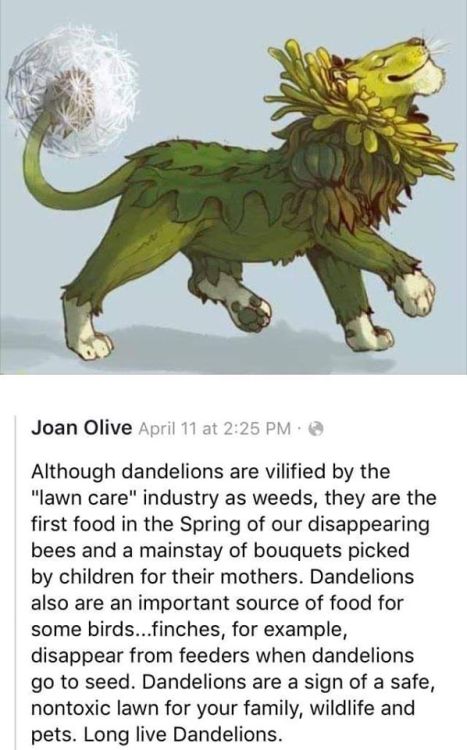 🌼 love your dandy lions 🌼