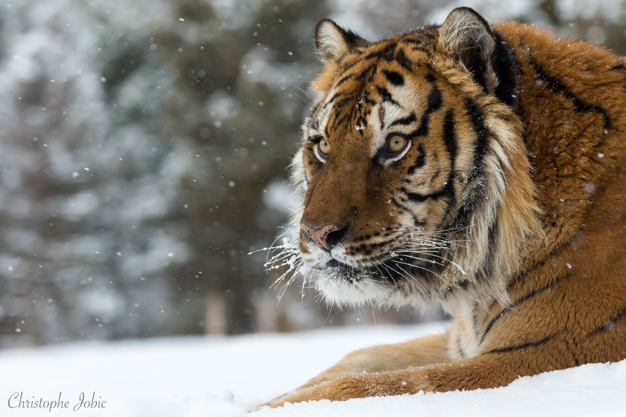 Tiger under snow (panthera tigris) by Christophe... - Magical Nature Tour