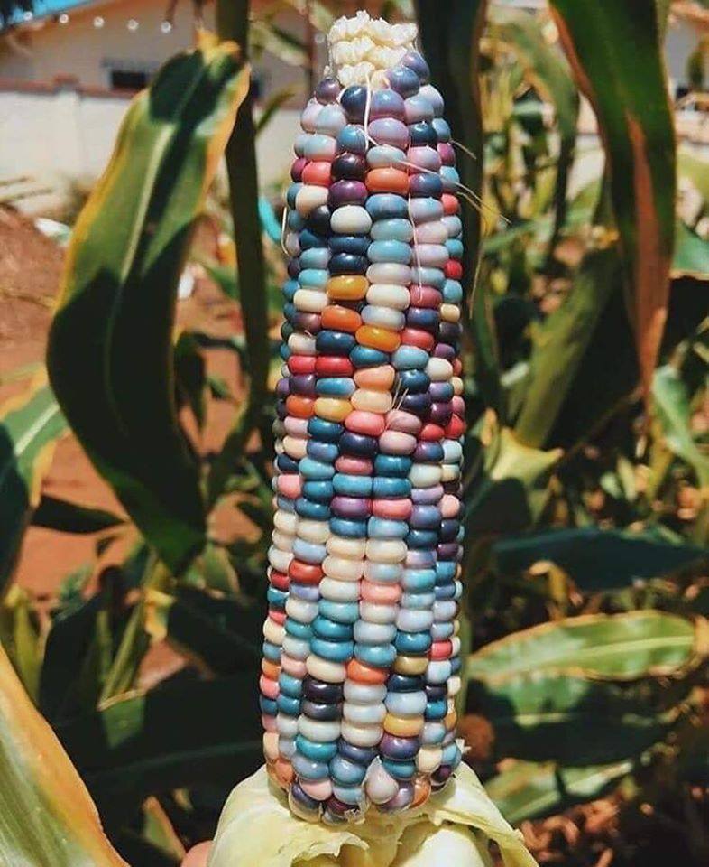 Rhamphotheca The Story Of The Rainbow Corn The Story Of Glass