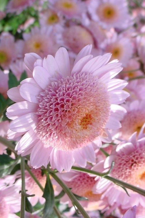 flowersgardenlove: â Pink Mums Flowers Beautiful â