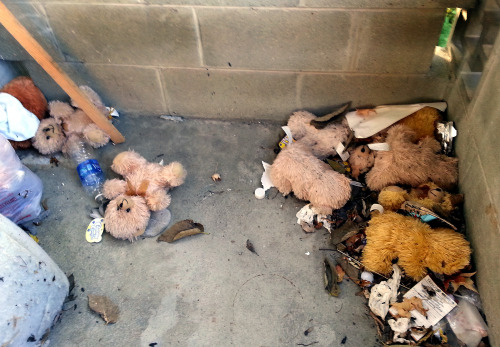 urban-detritus:This is what happens when you don’t spay and...