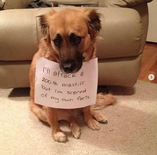 Dog shaming