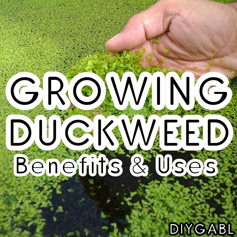 growing-duckweed-benefits-uses-diy-gardening-better-living