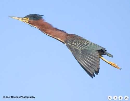 chickenkeeping:green heron appreciation post(source)