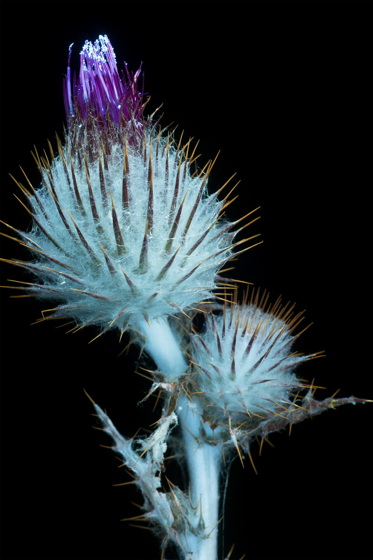 california thistle Tumblr