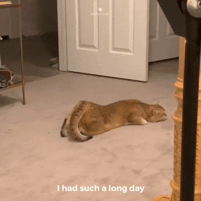 It's Been A Long Day Funny Cat GIF