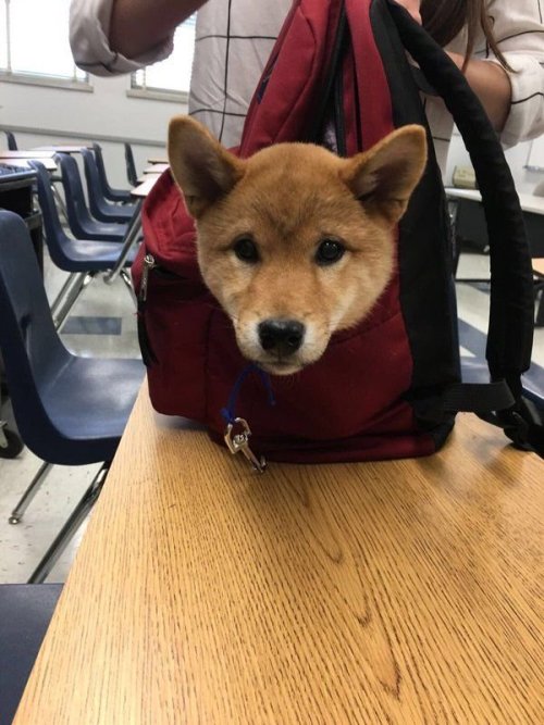 babyanimalgifs:When you take your dog to school