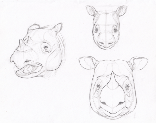 Verdant Bones – Some sketches of Sumatran rhinos. These are the...