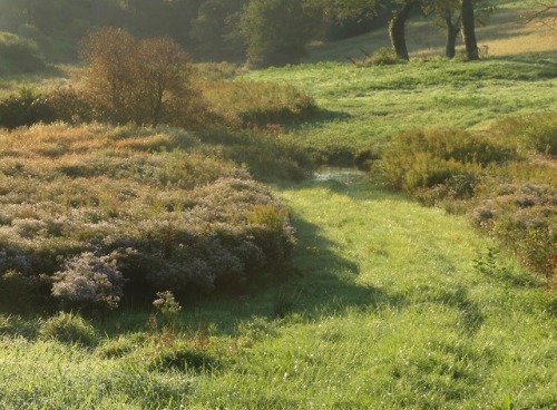 geopsych:Asters blooming by the ford.