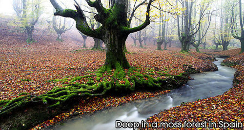 beben-eleben:Enchanting Forests In The World