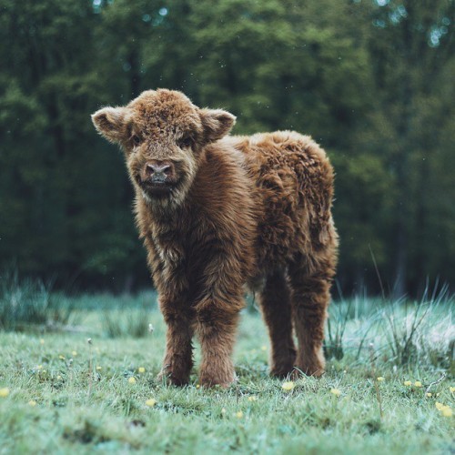 soul-wanderer:Highland Cows by livingitrural