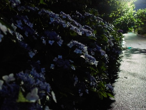 夜の雨と紫陽花上手くはないけど気に入ってる1枚