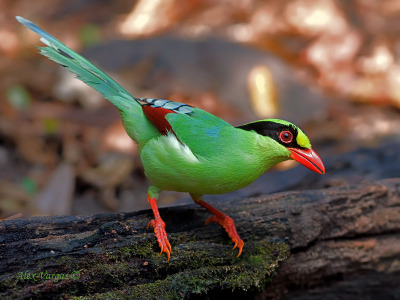 Image result for common green magpie