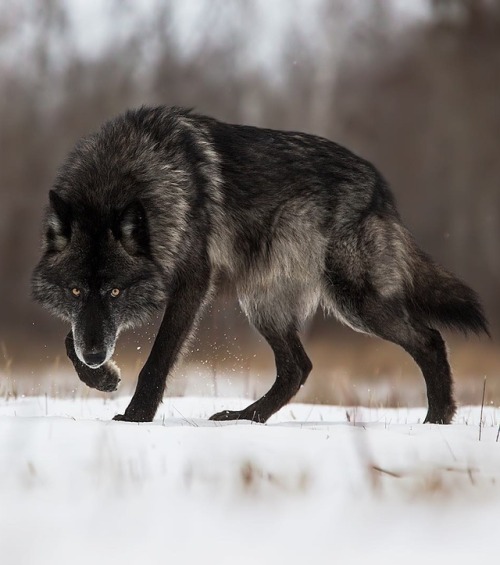 beautiful-wildlife:Stare Down by © cjm_photography