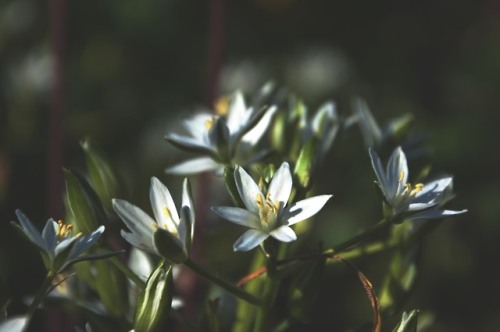 Star of Bethlehem