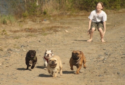 frenchbulldoge:Frenchie race!!!