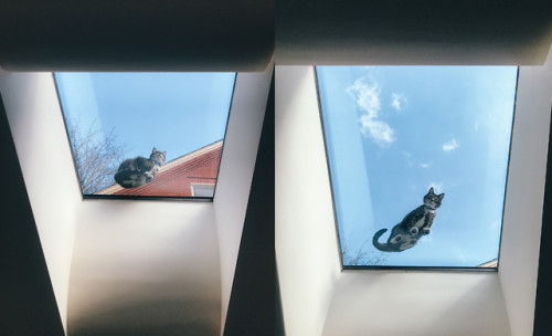 cutefunnybabyanimals:We had a visitor on our skylight today...