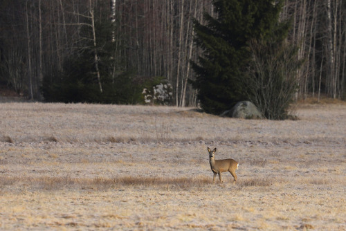 michaelnordeman:Almost spring.