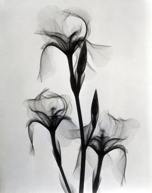 modijeanne:I  Rose , 1936. - II  Tulips , 1930.III Lily...