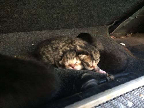 wangan-warrior:THERE ARE 5 LITTLE KITTENS BORN IN MY 240...