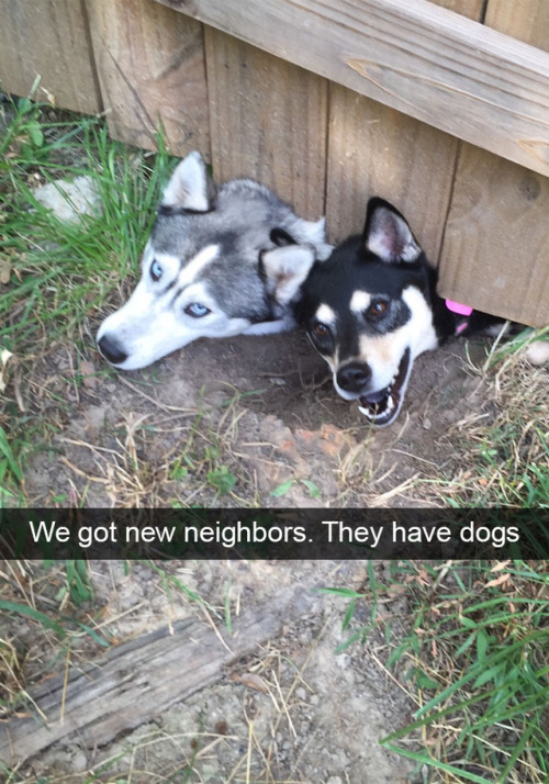 animalsnaps:Animal snaps