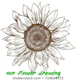 sunflower drawing on Tumblr