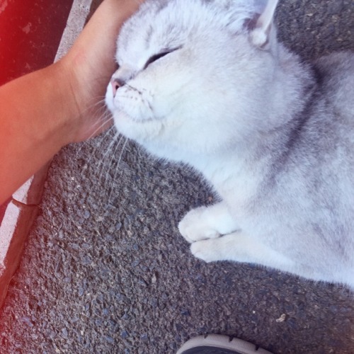 kitty meows meow meow kittycat little kittens hello kitty kitten kitties pretty cat cat cute cats white cat cute russian post enlightapp котенок кошечка котята котики кот