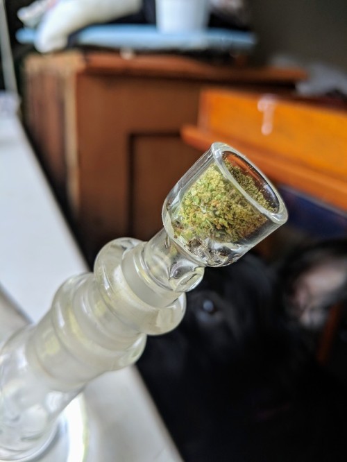 livingshattered:A little kief on top.