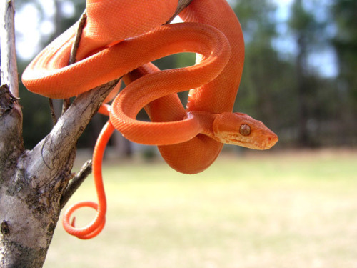 lovingexotics: Amazon Tree Boa - Red Corallus Hortulanus ...