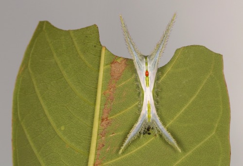 sinobug