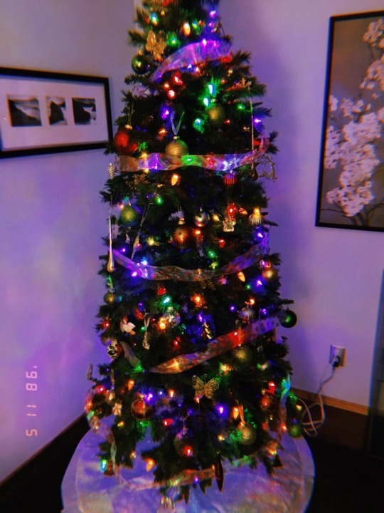 Christmas Trees!