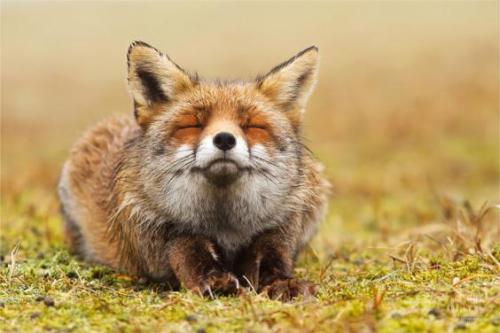 magicalnaturetour:Zen Foxes by Roeselien...