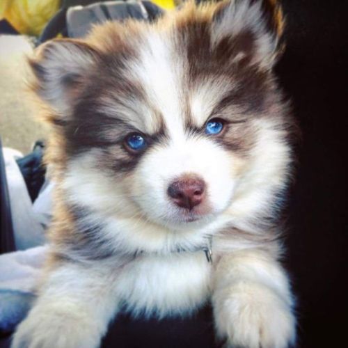 vicloud:Baby huskies