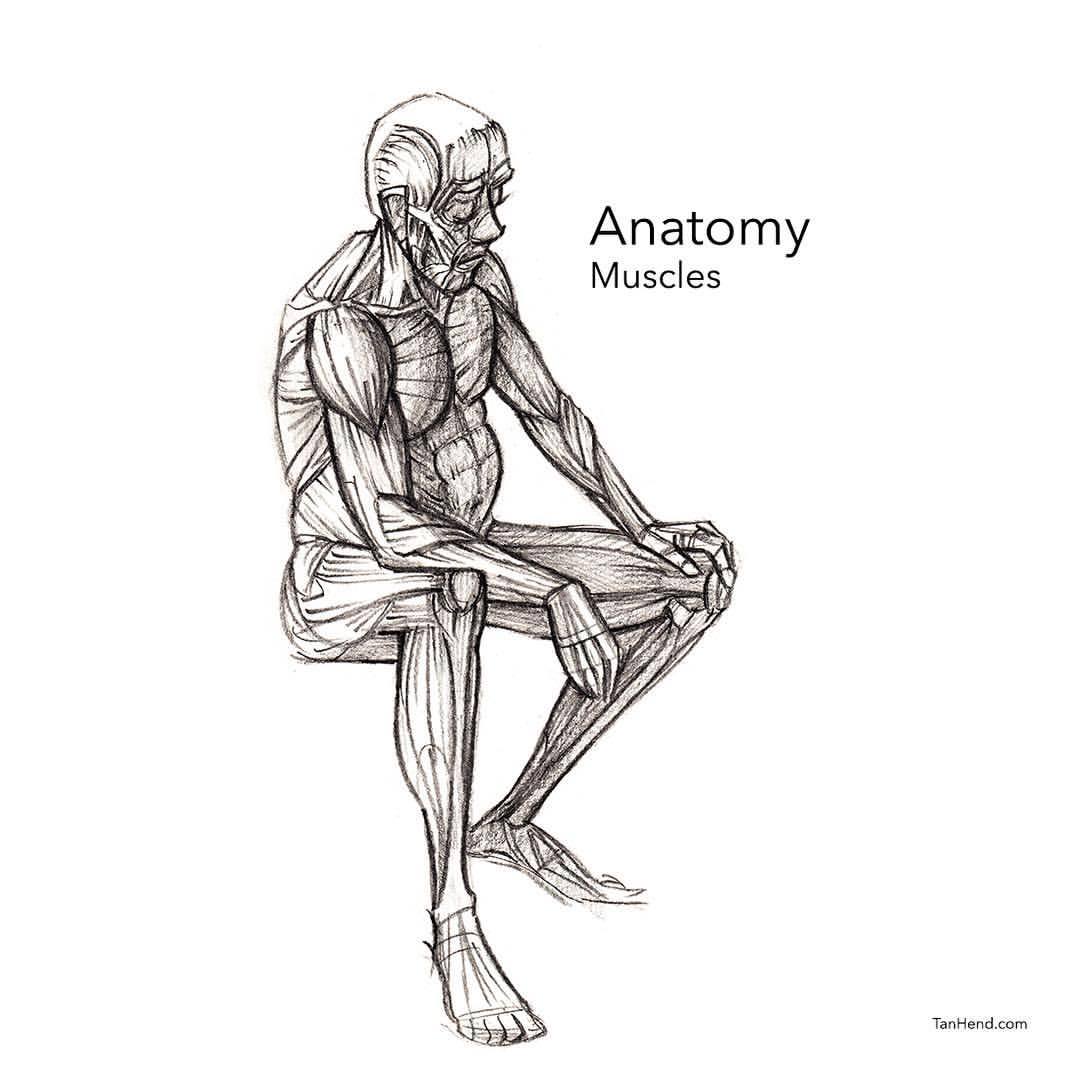 Adventures In Figure Drawing — Anatomy Muscles Figuredrawing Drawing 4684