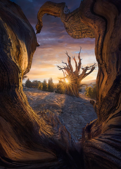 coiour-my-world:Heart of the Tree | Marc Adamus