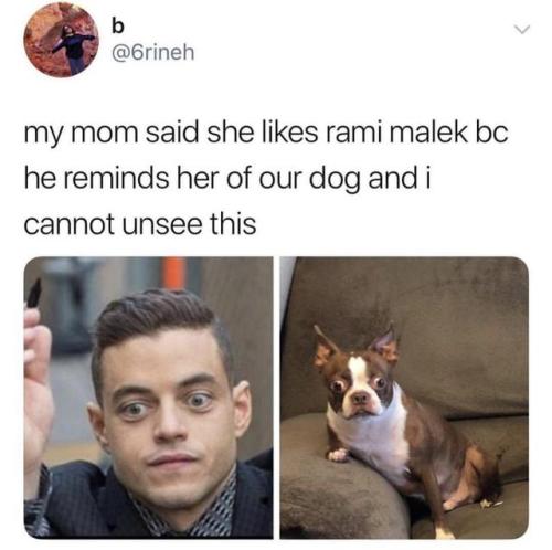 browsedankmemes:Rami Malek’s dog twin via /r/memes...