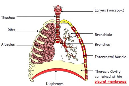 2.44 describe the structure of the thorax,... - phy chem bi