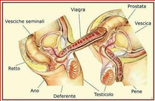 Internal View Of Anal Penetration 66