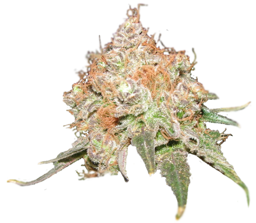 transparent-buds-blog
